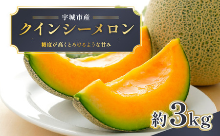 【先行予約】 クインシーメロン 約3kg メロン めろん くいんしー 赤肉 フルーツ くだもの 熊本 九州産 青肉 人気 おすすめ 甘い 濃厚 高糖度 家庭用 自宅用 産地直送 国産 くまふる 【2026年5月上旬頃から順次発送予定】