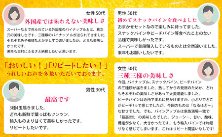 東村産パインアップルお任せセット2（5～7玉）【2026年発送】 パイン パインアップル パイナップル ボゴール ゴールドバレル ピーチパイン サンドルチェ ホワイトココ セット おまかせ 生産量日本