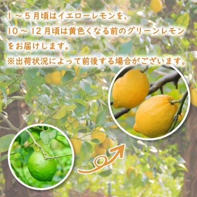 ふるさと納税 松山市 【10月から順次発送】 レモン 2kg (14〜18玉) |  | 01