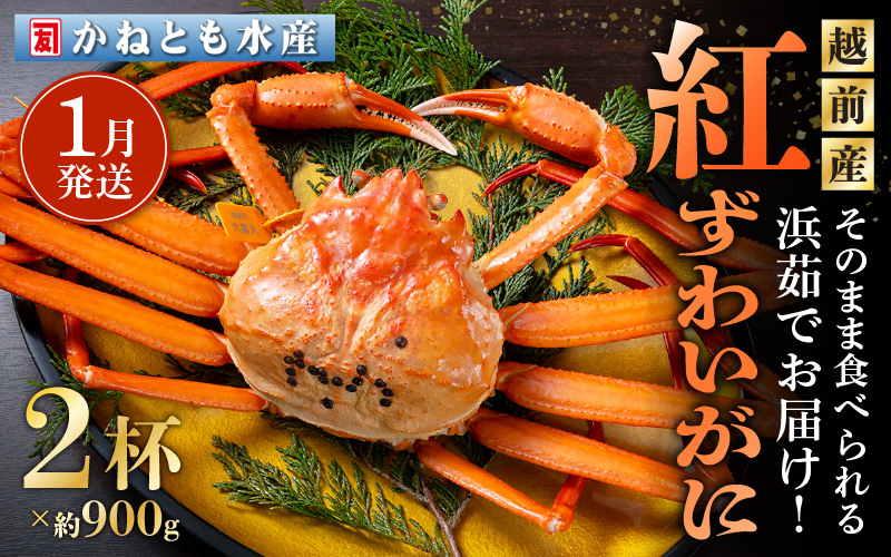 
            ≪浜茹で≫越前産 紅ずわいがに 約900g × 2杯 食べ方しおり付【紅ズワイガニ カニ かに 蟹 姿 ボイル 冷蔵 福井県】【1月発送分】 [e14-x001_01]
          