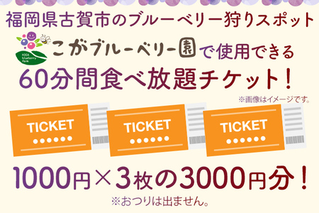 ブルーベリー狩り体験チケット こがブルーベリー園 体験 ブルーベリー狩り フルーツ狩り 食べ放題 ぶるーべりー チケット 古賀市