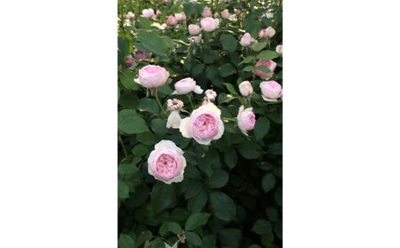 バラ鉢植え「ザ ミル オン ザ フロス」