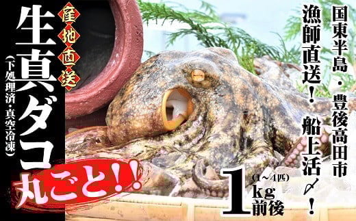 【加熱なし】真ダコ まるごと①