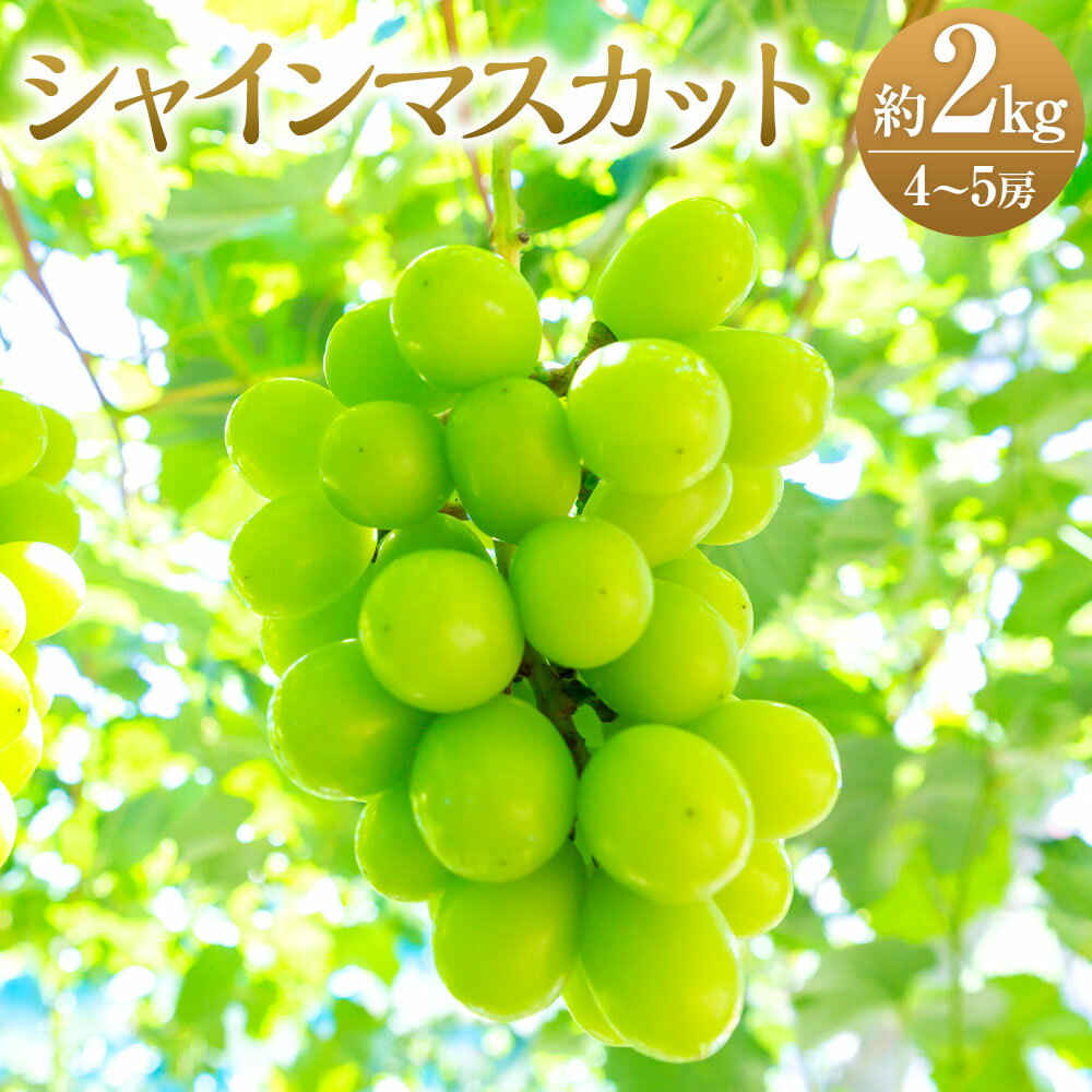 【ふるさと納税】【先行予約】秦果樹園 シャインマスカット 4～5房 （約2kg） 【2026年8月下旬～9月上旬より順次発送予定】 マスカット ぶどう ブドウ 葡萄 フルーツ 果物 果実 冷蔵 送料無料 福岡県 うきは市