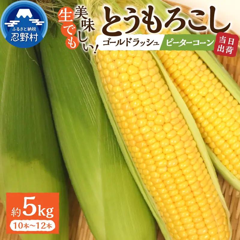 朝採りトウモロコシ 約5kg（ゴールドラッシュ・ピーターコーン詰め合わせ）【オンライン決済限定】