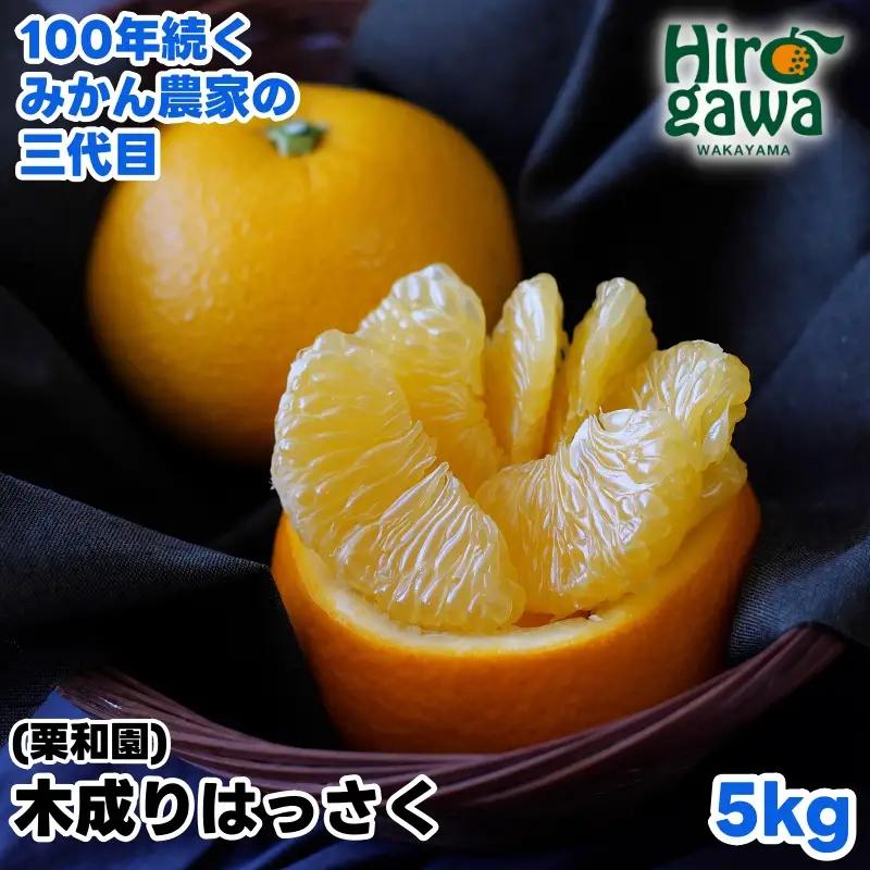 木成り はっさく 5kg サイズ混合 / 八朔 完熟 甘い 和歌山 柑橘 ※2027年3月中旬〜4月上旬に順次発送 【krw022-r-5】