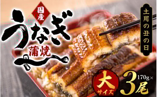 【土用の丑の日までにお届け！】【大型サイズ】国産 大型サイズ ふっくら柔らか 国産うなぎ蒲焼き 3尾 化粧箱入 先行予約 国産 うなぎ ウナギ 鰻 蒲焼 土用の丑の日 丑の日 【uot303-dy】 