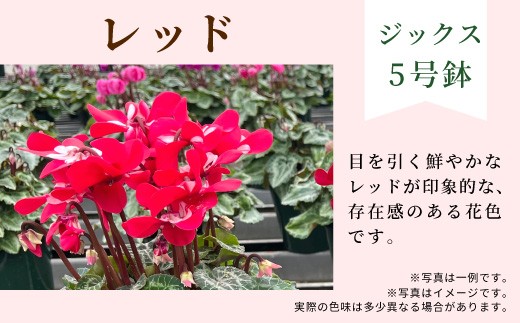 【カラー：レッド】 農林水産大臣賞受賞  愛知県産 シクラメン ５号鉢 ジックス 花  プレゼント 贈り物 鉢花 鉢 ガーデン ガーデニング 高品質 クリスマス -279