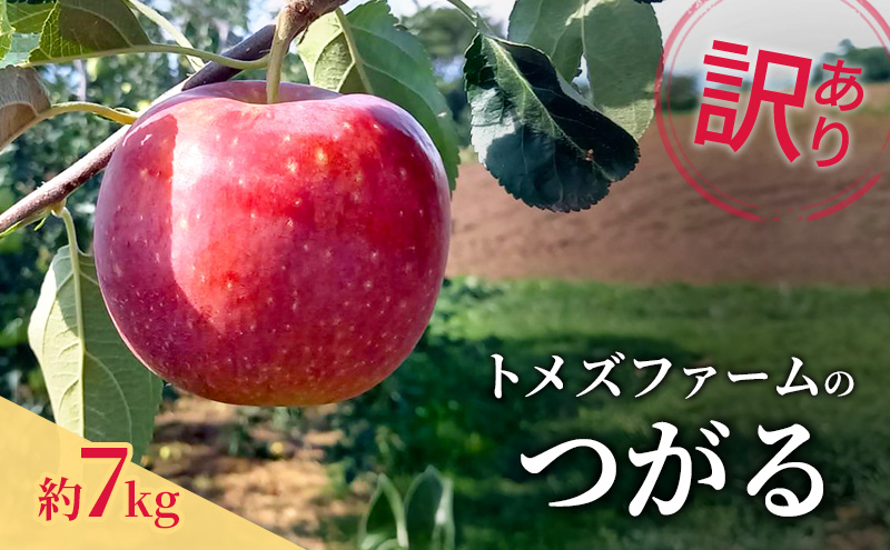 つがる（訳あり） 約7kg　トメズファーム　りんご　長野　信州　小諸　果物　フルーツ