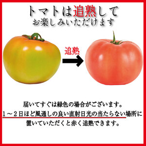 【2027年3月発送】 桃太郎トマト 約2kg 先行予約 トマト