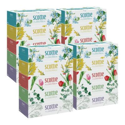 ふるさと納税 八代市 【毎月定期便】【スコッティ】ティシュー フラワーボックス 250組(5箱パック×4 計20箱)全3回 |  | 01