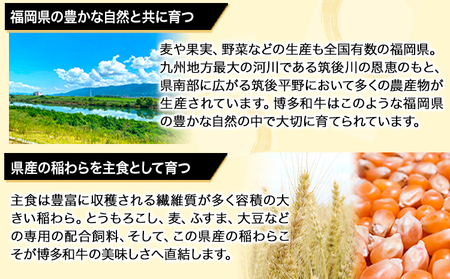 A4・A5等級のみ使用 博多和牛 ヒレステーキ 300g（100g×3枚）ヒレ 希少部位《30日以内に出荷予定(土日祝除く)》博多和牛 　肉の筑前屋　牛肉 赤身