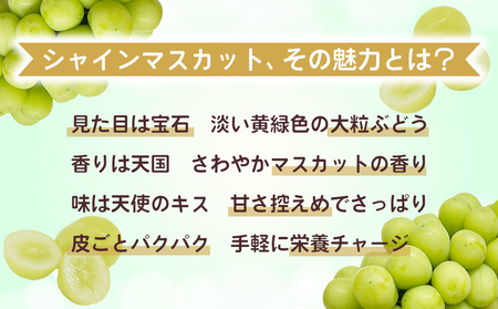 【清水農園】わけありシャインマスカット約1.1kg（2～3房）※2025年9月中旬以降順次発送予定