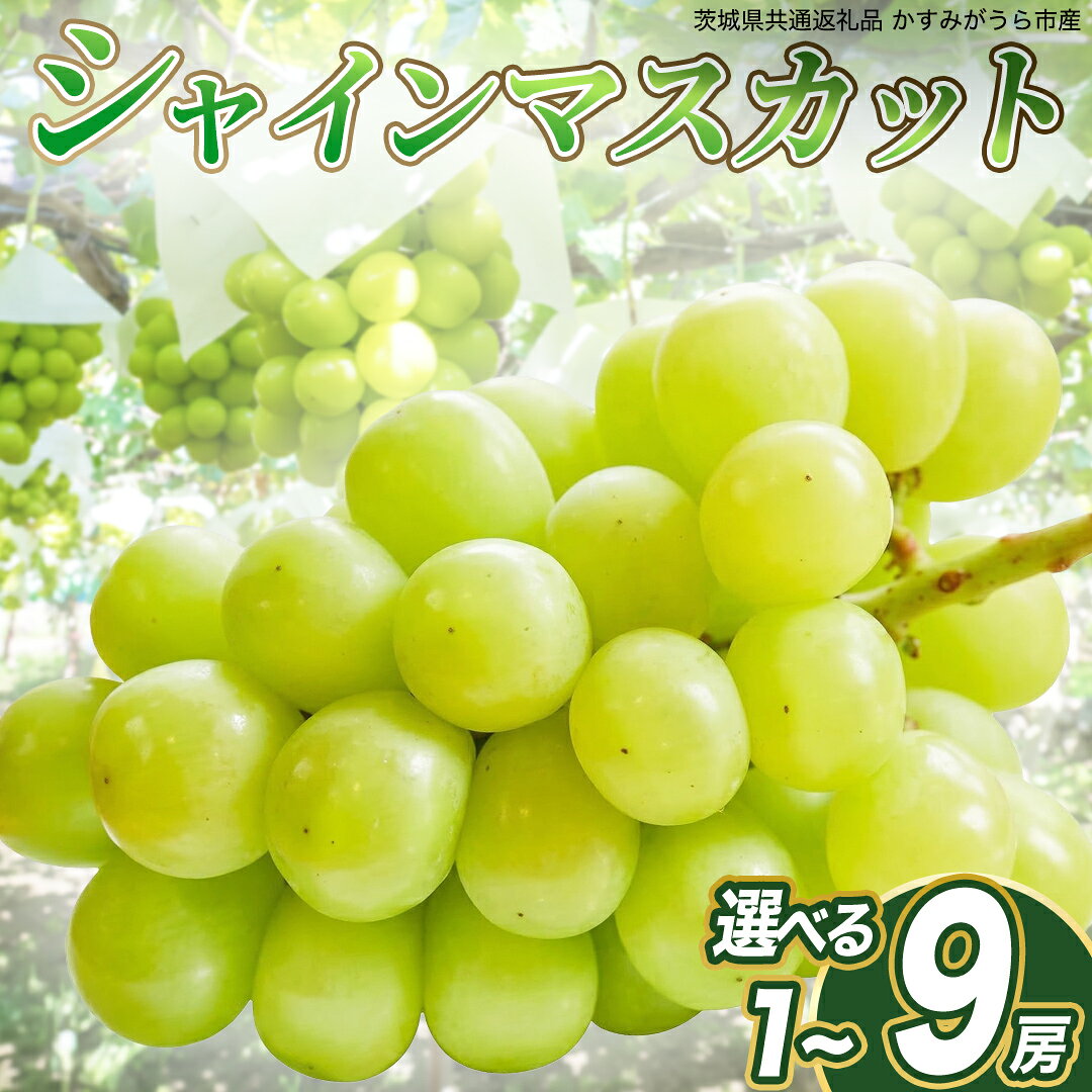 【ふるさと納税】【 選べる房数・熨斗対応 】シャインマスカット (県内共通返礼品:かすみがうら市産) 1房 2房 4房 お中元 熨斗付き 期間限定 先行予約 ギフト 贈答 ぶどう ブドウ 葡萄 フルーツ 茨城 新鮮