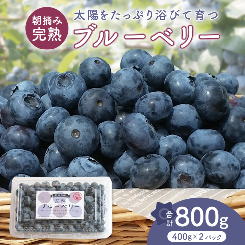ブルーベリー 800g ( 400g × 2パック ) 【2026年6月から発送開始】 国産 茨城県産 ベリー フルーツ 果物 くだもの 自家製栽培[AK003sa]