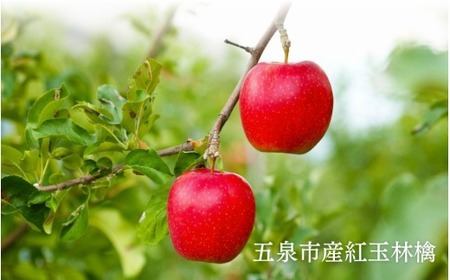 りんご 紅玉林檎のセミドライ 7個入×3袋 | セミドライフルーツ ドライフルーツ リンゴ 新潟県 五泉市