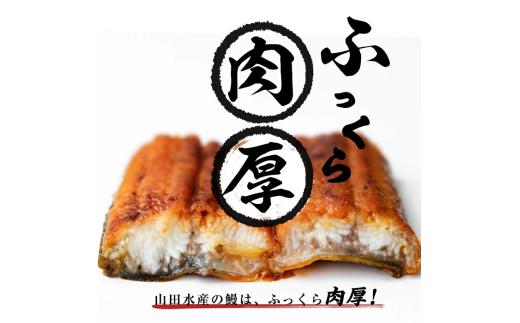 【3月末までに配送】【無薬養鰻】 鹿児島産 山田のうなぎ ＜計480g以上＞（160g以上×3尾） 肝串セット 【ポータル限定】 a6-062-km-03