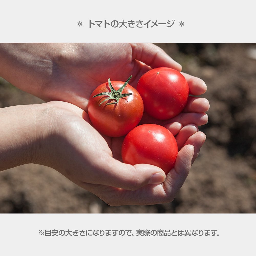 ＜2026年1月下旬より発送＞濃厚フルーツトマト1kg 糖度8度以上 期間限定 フルーツトマト ふるーつとまと とまと トマト 甘い 濃厚 美味しい 箱入り ギフト 贈答 野菜 料理 サラダ お取り寄