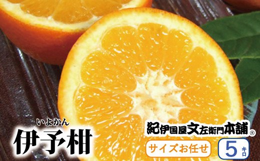 
伊予柑(いよかん) 約5kg / サイズおまかせ　※2025年1月中旬～2月中旬頃に順次発送予定(お届け日指定不可)　紀伊国屋文左衛門本舗 / 蜜柑 みかん 柑橘 伊予柑 いよかん 果物 フルーツ 【kmtb441A】
