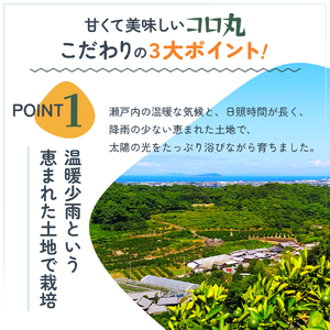 2024年秋よりお届け 瀬戸内　小みかん！コロ丸　約3kg
