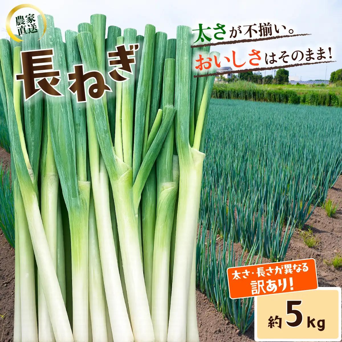 【訳あり】長ねぎ 約5kg 長ネギ 白ねぎ 白ネギ