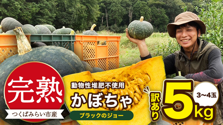 【 訳アリ 】完熟かぼちゃ ブラックのジョー 約5kg（3～4玉）