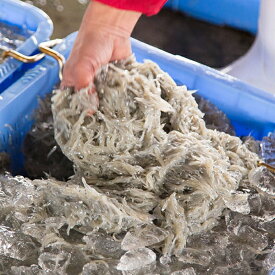 C6036n_まるとも海産_【冷蔵】茹でたて 釜揚げしらす 1kg 箱入り 紀州湯浅湾 直送！