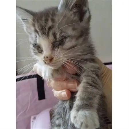 【返礼品なし】TNR活動(野良猫避妊・去勢手術助成金事業等)への寄附　1口:1,000円