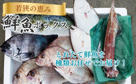 鮮魚セット 若狭の恵み 鮮魚ボックス お魚 鮮魚セット
