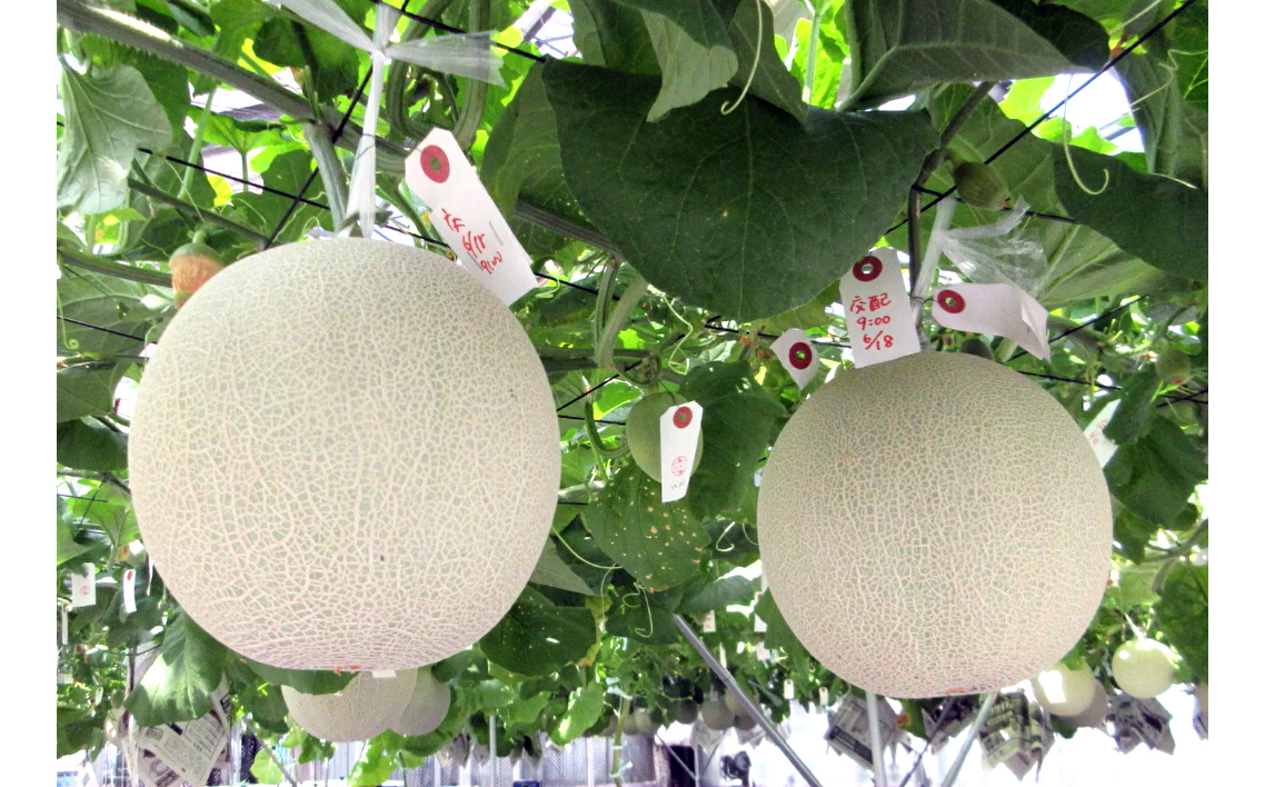 メロンのかけジャムパウチパックとあまりんのパウンドケーキセット ／ スイーツ メロンジャム かけジャム フルーツソース すっきり甘さ デザートソース ヨーグルトソース いちごパウンド 焼き菓子 おやつ