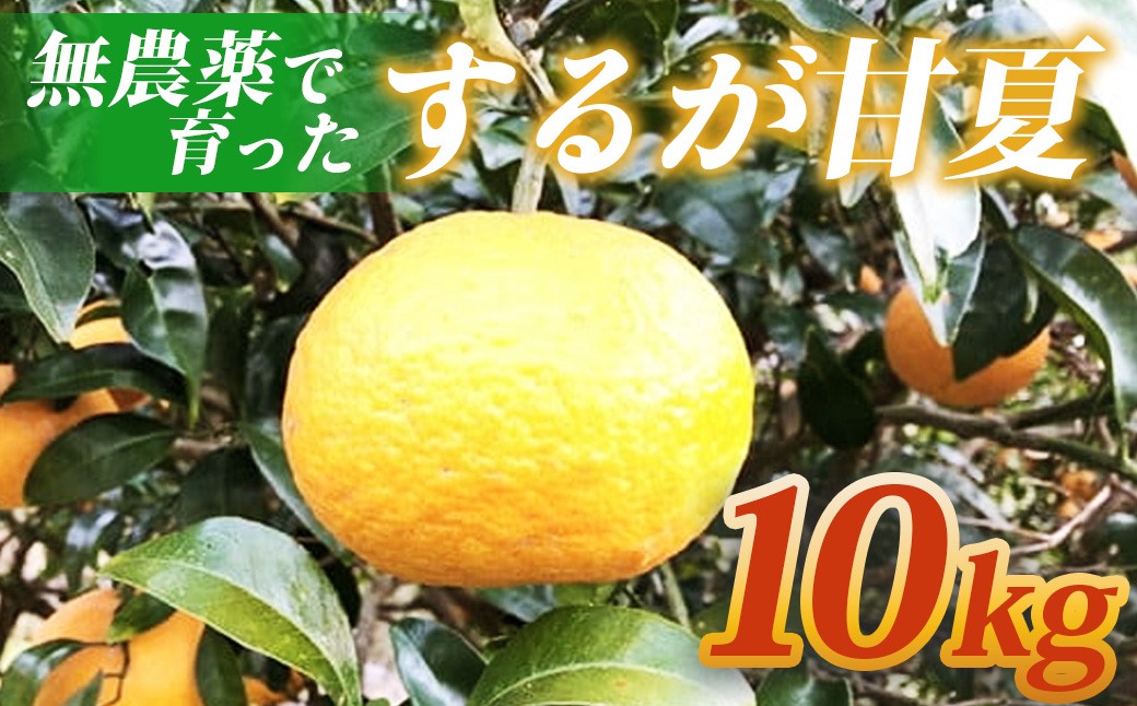 
            （先行予約・4月以降発送）するが甘夏約10kg（約20個）【静岡県 伊豆市 果物 柑橘類 】010-011
          