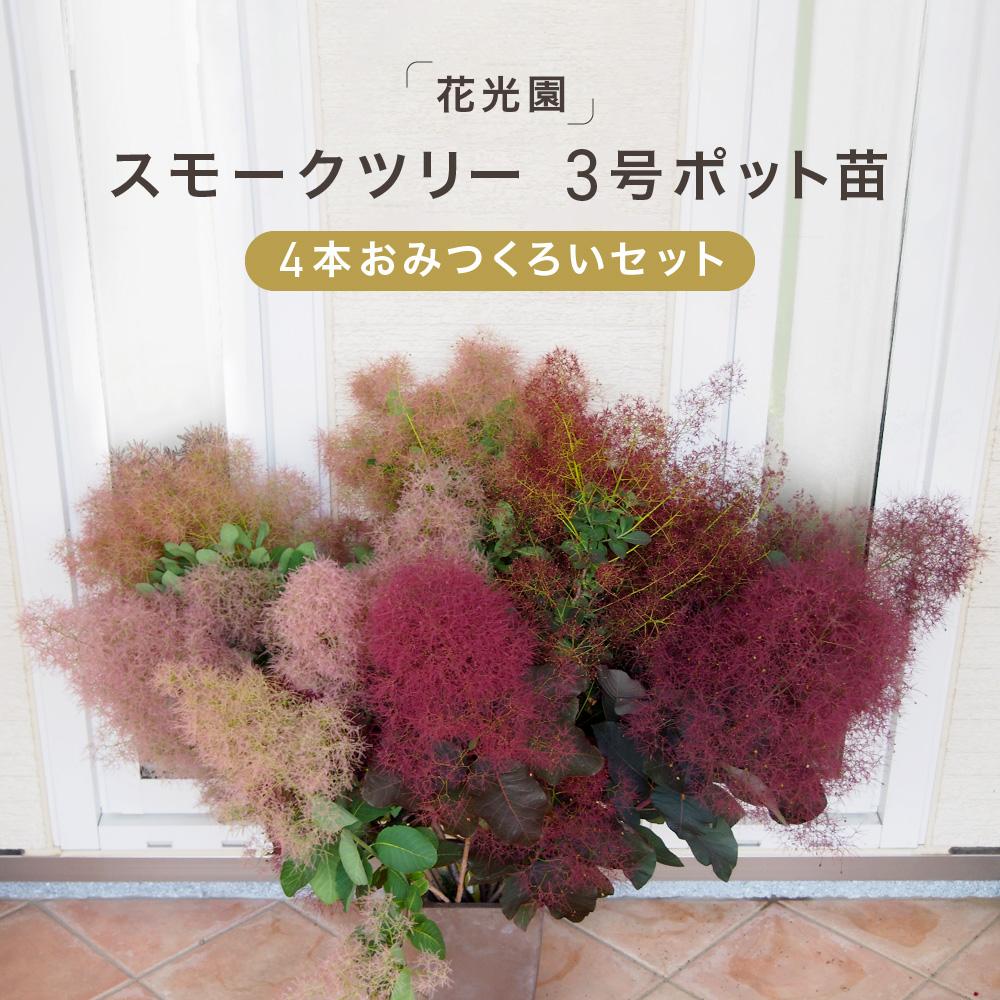 【ふるさと納税】スモークツリー3号ポット苗4本おみつくろいセット | ガーデニング 園芸 庭木 観葉植物 花 家庭菜園 園芸｜人気 おすすめ 送料無料｜神奈川県 横浜市