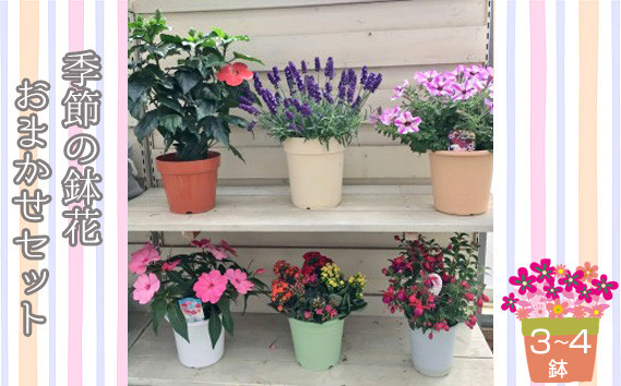 
                  季節の鉢花おまかせセット（3～4鉢） ／鉢植え 季節の花 おすすめセット 室内 鑑賞 ガーデニング 産地直送 四季 花卉 ハイビスカス インパチェンス ブーゲンビリア フクシア カランコエ ラベンダー など パンジーハウス No.133
                