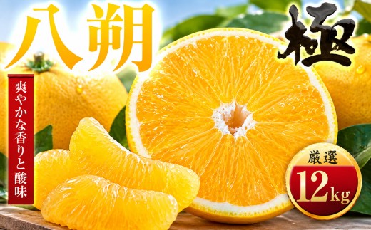 【先行受付】【ほろ苦さが旨い】大人の柑橘 八朔　12kg　愛媛県産【49-123】ふるさと納税 みかん  柑橘 果物 フルーツ おすすめ はっさく 八朔 3.5kg 6kg 12kg 愛媛県 八幡浜市    【1756046】 YWTZ095