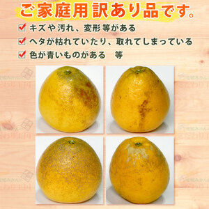 河内晩柑 贈答用 10kg M サイズ 中井屋 愛媛みかん 先行予約 晩柑 かわちばんかん 和製 グレープフルーツ 愛媛ミカン 愛媛蜜柑 愛媛県産みかん 蜜柑 みかん mikan 爽やか 宇和島みかん