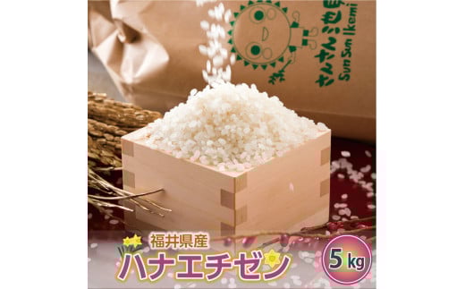 【先行予約】【令和7年産・新米】ハナエチゼン 5kg～坂井市三国町産・こだわりの精米対応～ （5分づき）【2025年8月下旬以降順次発送予定】 [A-0255_03]