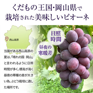ぶどう 訳あり ニューピオーネ 約4kg ご家庭用 満杯詰め 先行予約 ぶどう