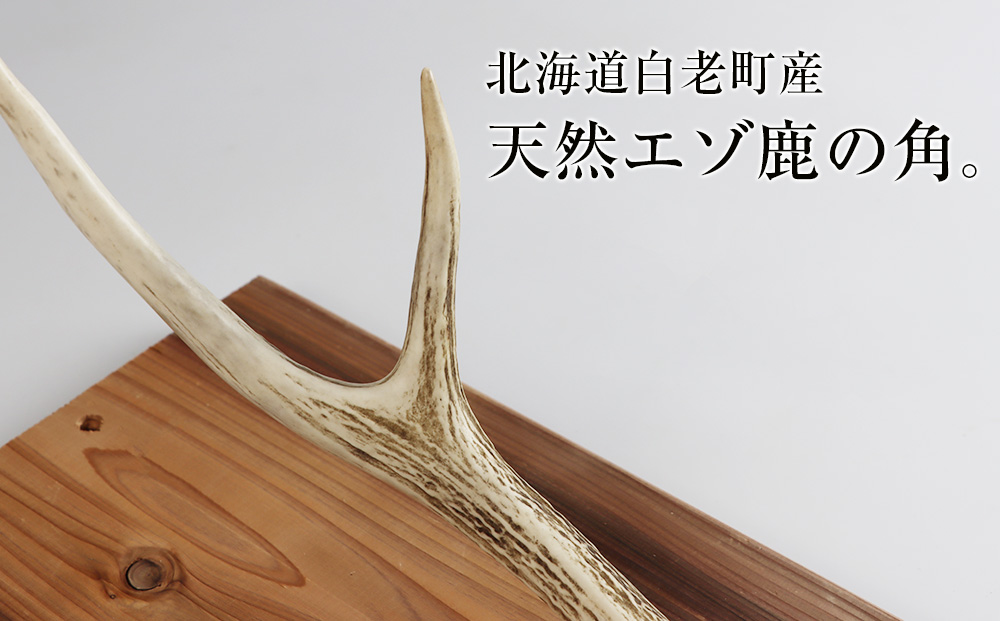 エゾシカ角 壁掛け（横約20cm×縦約60?） 