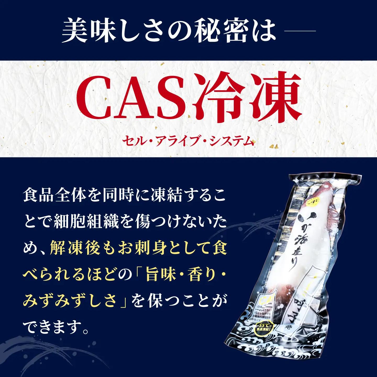 呼子剣先いか 活き造りMサイズ 2パック / イカ 烏賊 新鮮 刺身 / 佐賀県 / 佐賀玄海漁業協同組合（呼子CASセンター）[41ABAN001]
