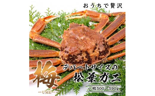 【梅】極選松葉ガニ （ボイル） 500g級 ブランドタグ付（さんチョク） 312011_EC012