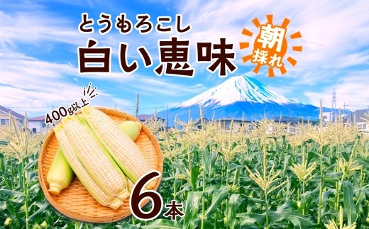 とうもろこし 白い恵味 ホワイト 400g以上×6本 高糖度 トウモロコシ スイートコーン 玉蜀黍 白 コーン 夏野菜 ジューシー 野菜 おやつ 甘い 旬 産地直送 送料無料 湖南野菜出荷組合 山梨県 富士河口湖町 FEM005