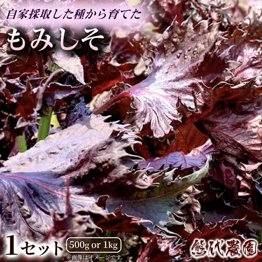 【ふるさと納税】もみしそ 選べる内容量 500g or 1kg | もみしそ シソ 紫蘇 しそ 有機 梅酢 梅干 和え物 薬味 健康 調味料 | 奈良県 五條市