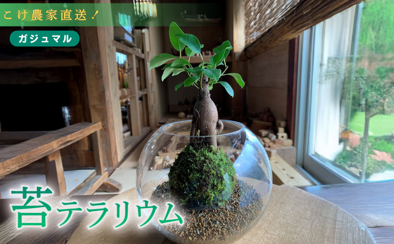 苔 ガジュマル 苔玉 コケ こけ 農家直送 コケノミウラ 静岡県 牧之原市 こけ 専門 農家 直送 観葉 植物 インテリア