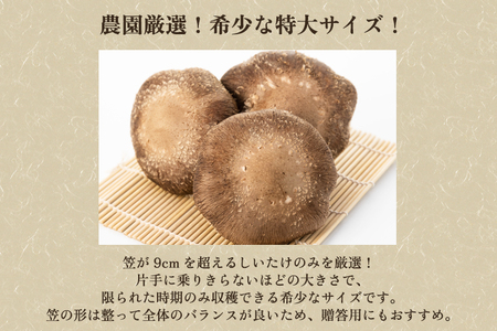 【2024年先行予約】生しいたけ 特大サイズ 約500g（6?8個）《11月上旬から順次発送》 品評会で金賞受賞！ きのこ しいたけ 椎茸 特大 食べ応えあるビッグサイズ 肉厚で旨味たっぷり！ 加茂市