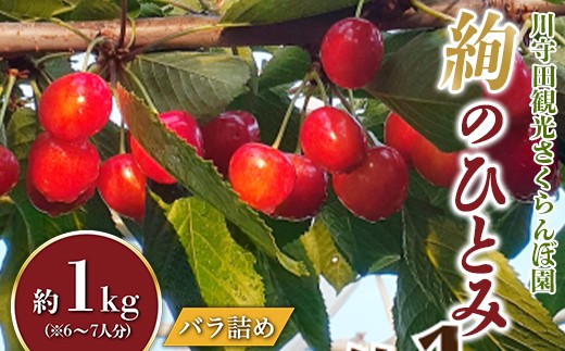 
                  さくらんぼ 「絢のひとみ」バラ（約1kg）※6～7人分 【川守田観光さくらんぼ園】 贈答 フルーツ王国 南部町 サクランボ 青森県産 F21U-166
                