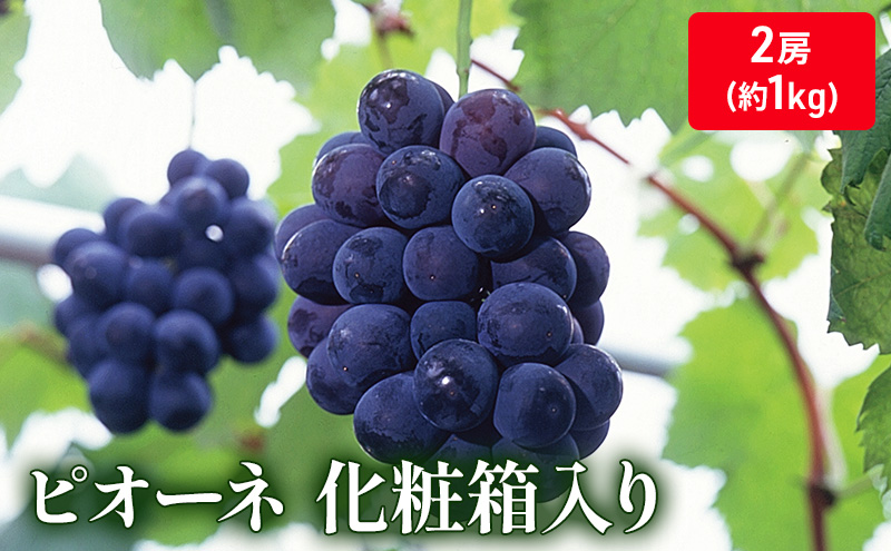 大粒で濃厚な甘み「ピオーネ」　2房（化粧箱入り）約１kg