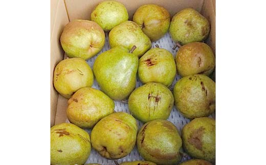 【令和7年産先行受付】山形県産高糖度「ラ・フランス」5kg 家庭用(訳あり) 玉数おまかせ らふらんす 果物 くだもの フルーツ 中山町 訳あり 自宅用 F4A-0953