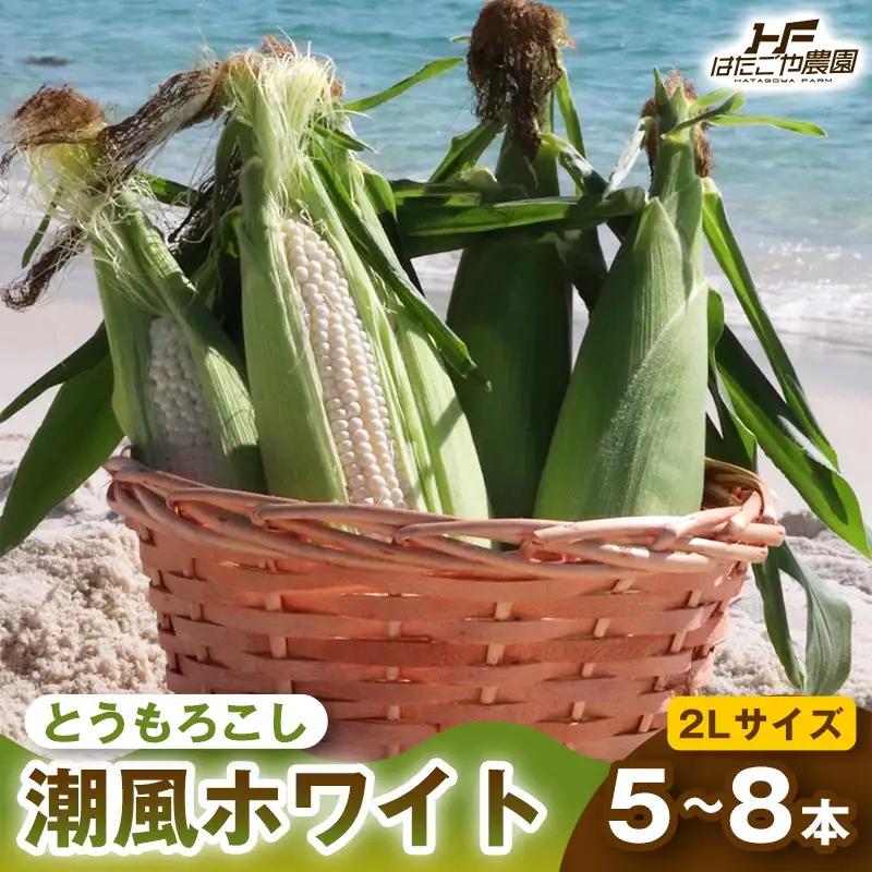 ［夏の味覚］潮風ホワイト 2Lサイズ 5～8本 1セット とうもろこし トウモロコシ 白 コーン とうもろこし BBQ 焼き肉 白浜町