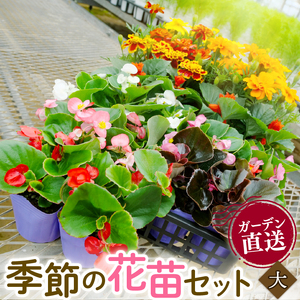 季節の 花苗 セット ガーデニング 大 寄せ植え 花 贈り物 フラワー ギフト 花