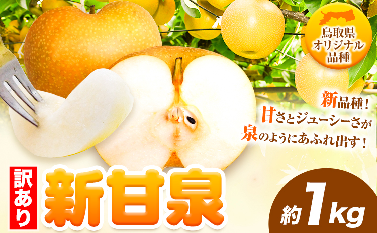 訳あり 新甘泉 約1kg《2026年8月下旬-9月下旬頃出荷》新甘泉 梨 訳あり ご家庭用 鳥取県 八頭町 なし 果物 フルーツ 特産品 送料無料 果汁 デザート 八頭